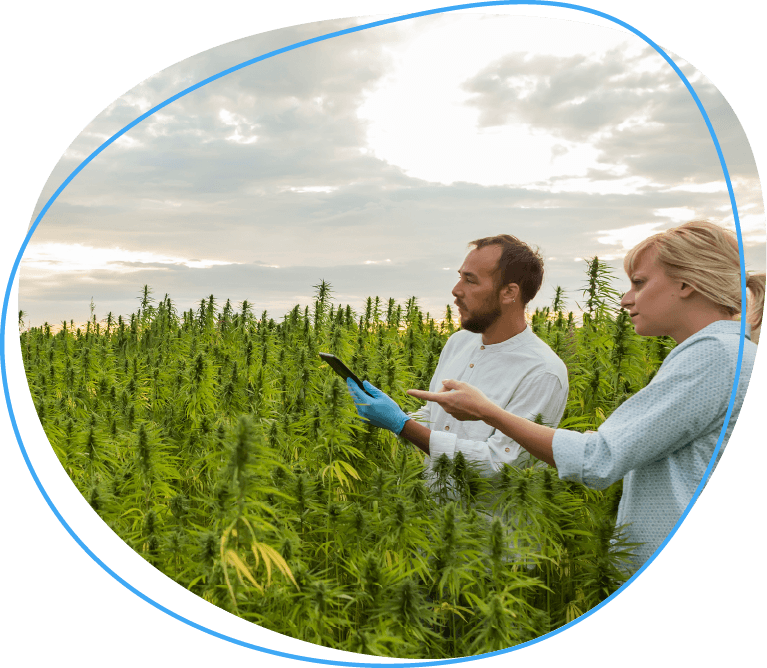 two people in field surrounded by weed plants