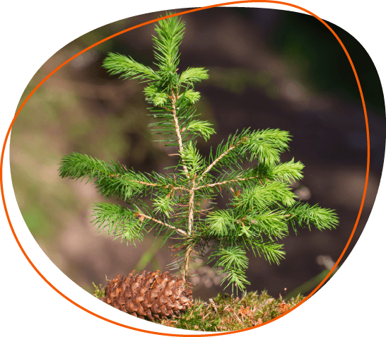 Client_MN DNR_Nursery Ordering@0.75x-8