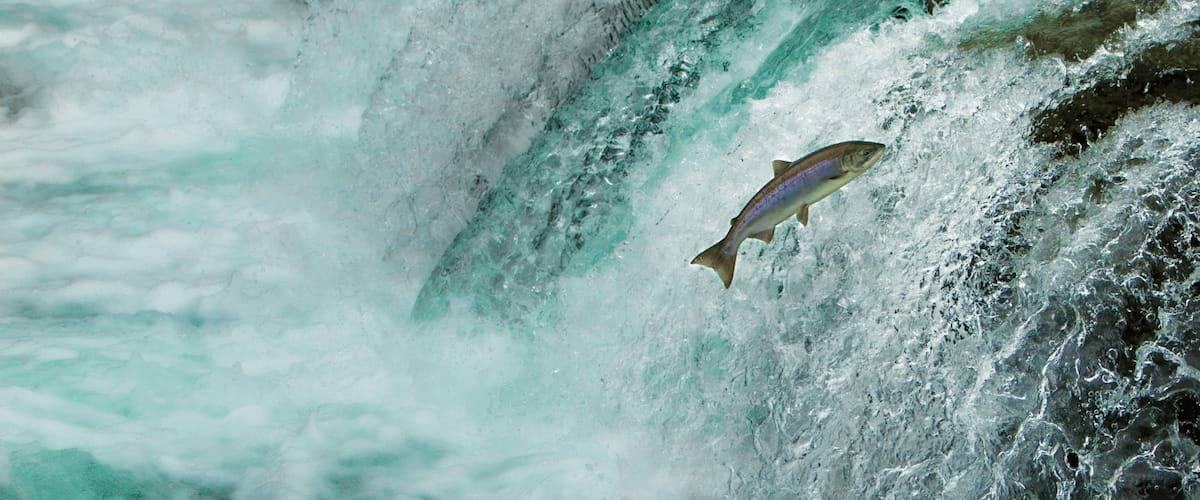 Fishgen-Rectangle-2
