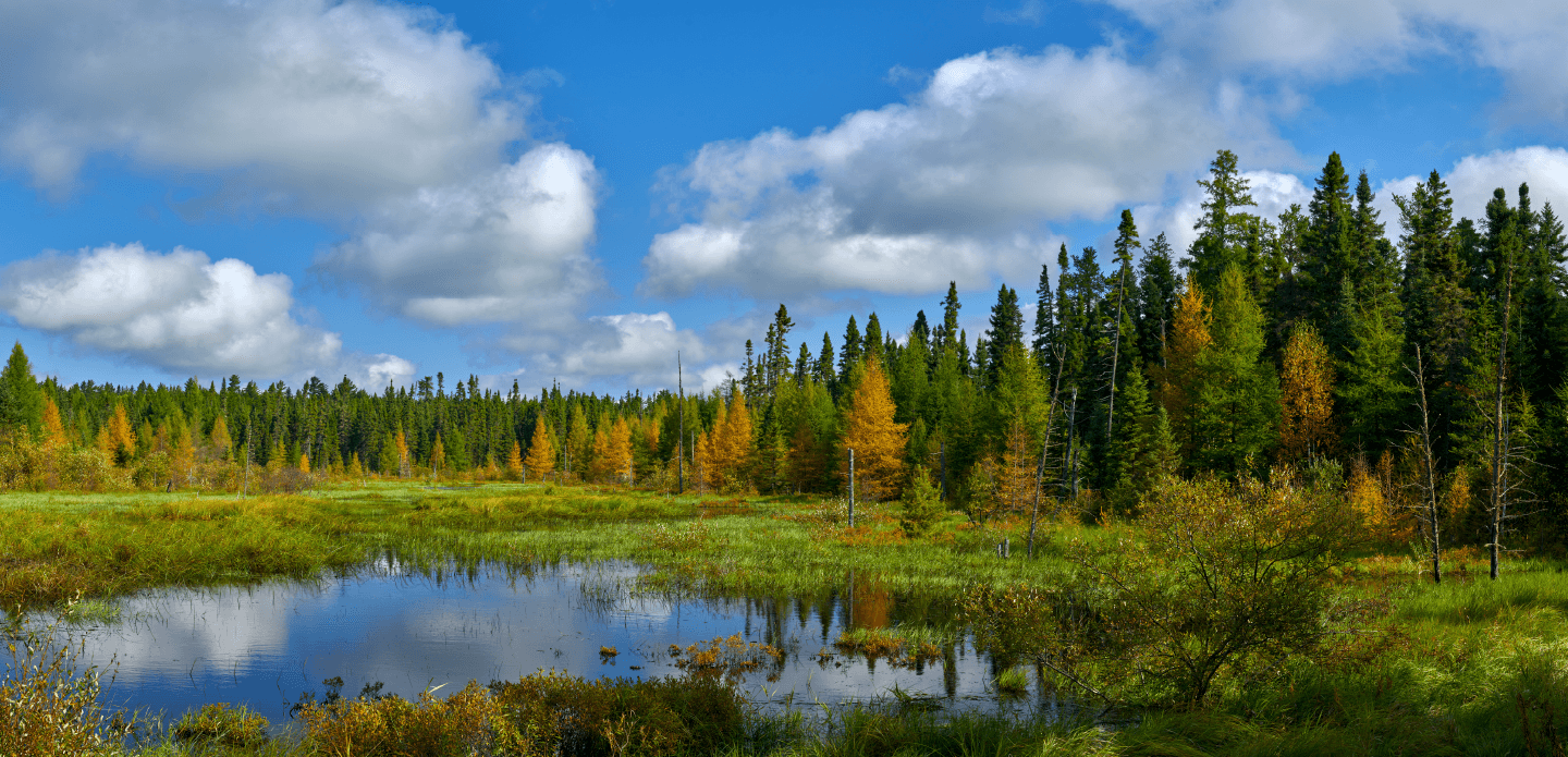 Replanting the Process: New Online Tree Ordering System for State Nursery