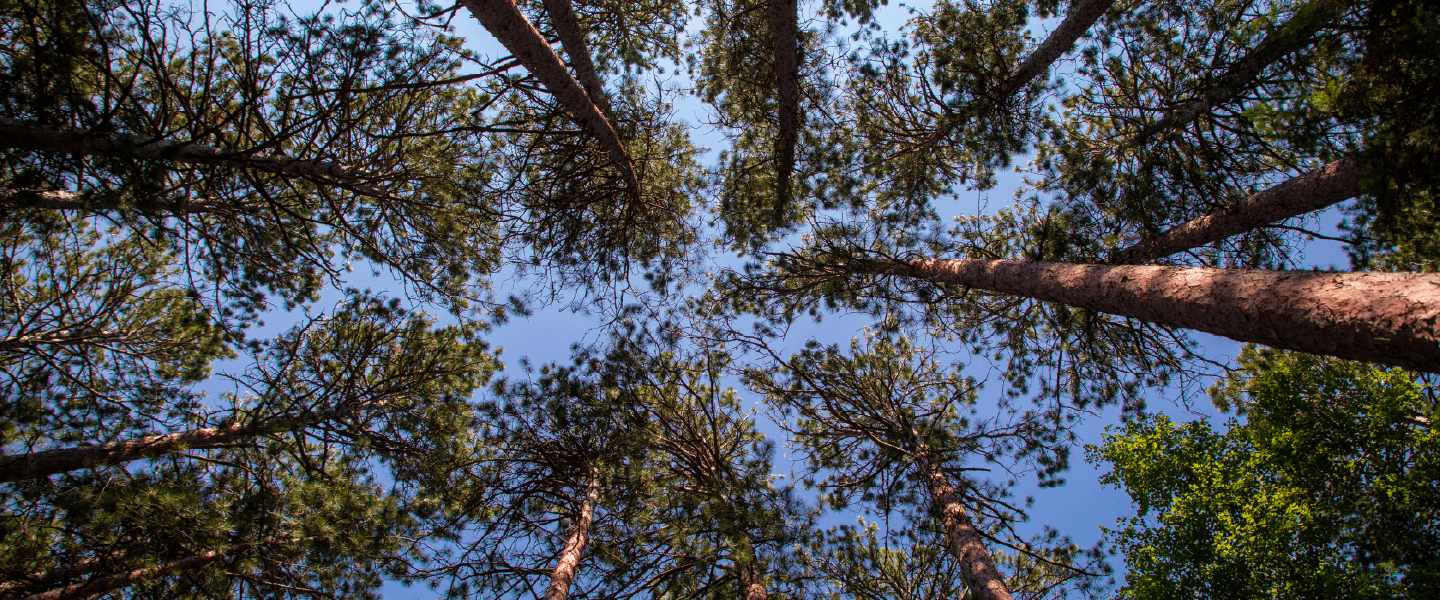 Testimonial Bloc_MN DNR_Nursery Ordering@0.75x-8